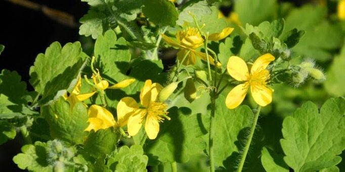Remove papillomas on the body with celandine