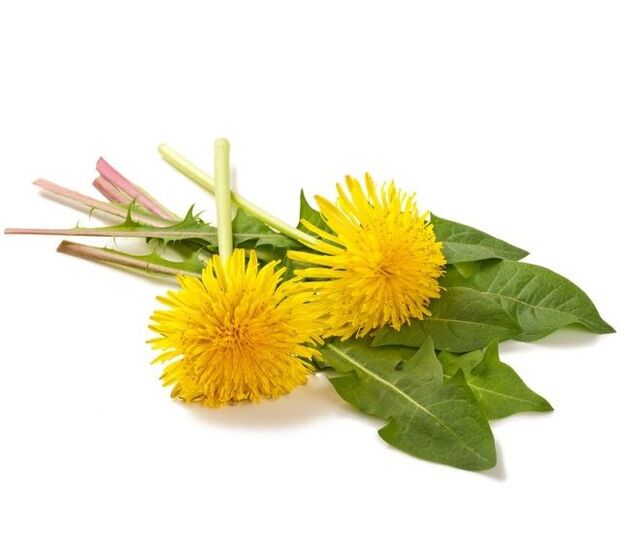 Dandelion to burn papillomas