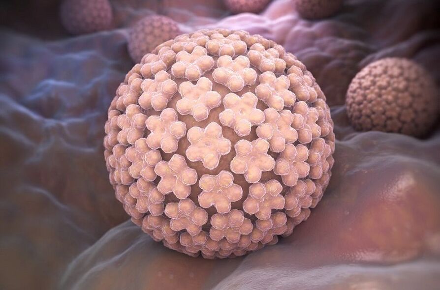 The human papilloma virus causes warts
